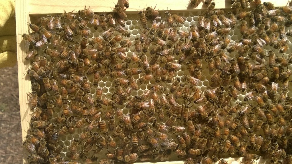 You can see how they've drawn out the comb to create deep cells where they will store honey, pollen, and brood.