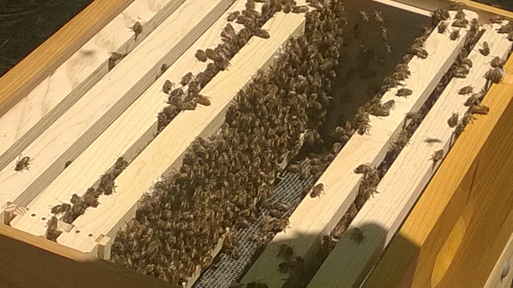 Good bees! Build comb on the frames like this!