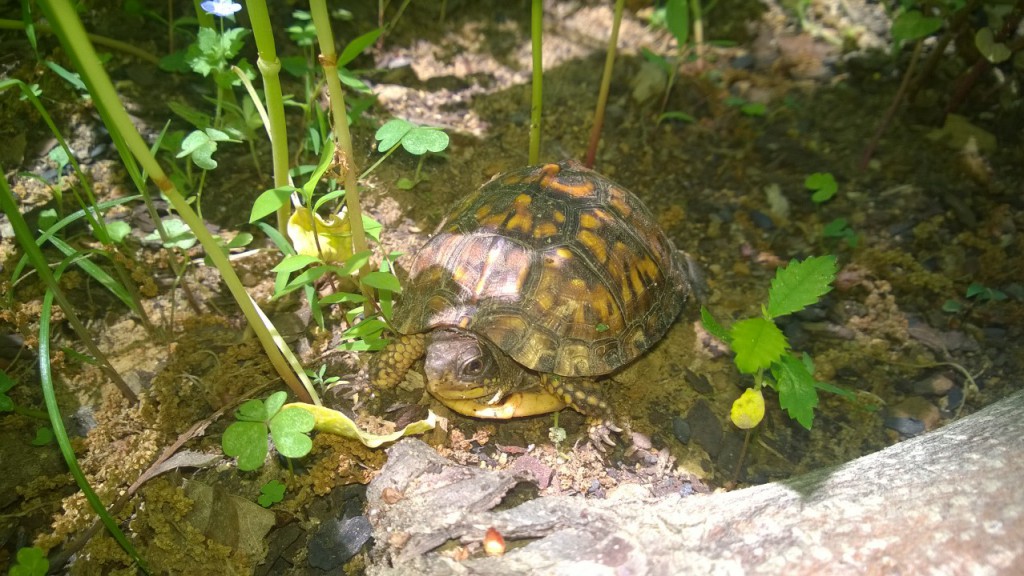Small box turtle (tennis ball size) found wandering around our yard.