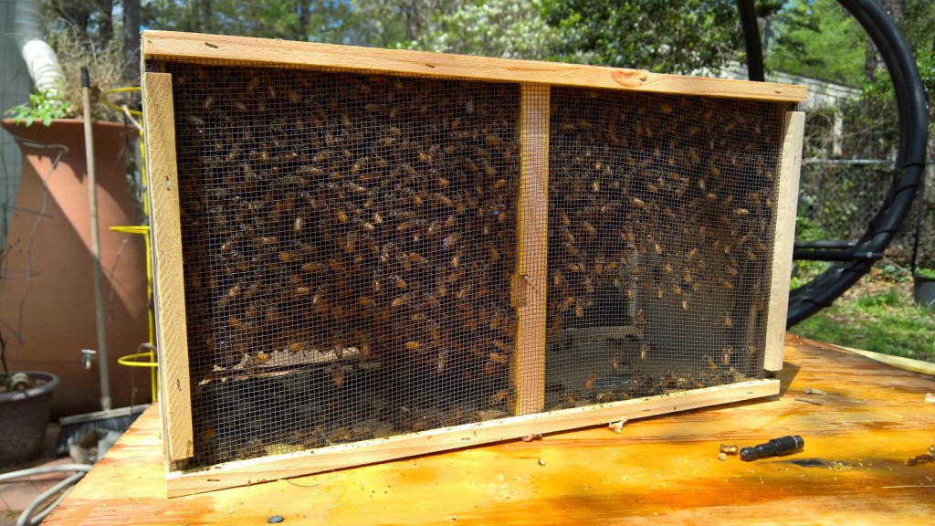 Close-up: inside the cluster there's a can of syrup for feed, and a Queen, in her own little cage.