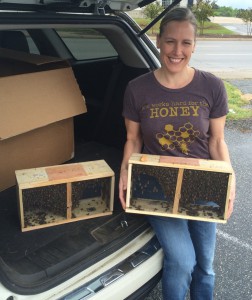 Our 2 "packages" of bees.